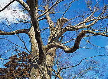 《最终幻想16》新截图公布 全新人物介绍